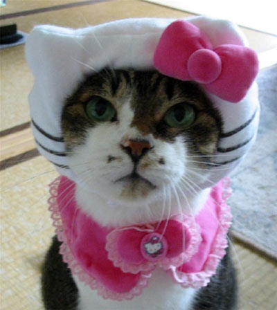 Hello Kitty Cat Clothing
