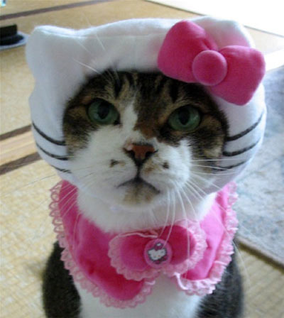 hello-kitty-cat-clothing-01.jpg