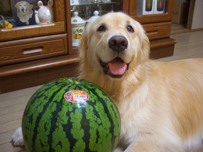 Coco the watermelon eating dog from Japan