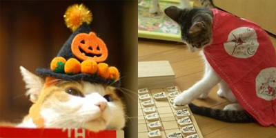The Moe Cat Contest