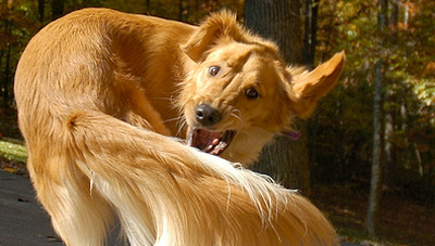 Dog Chasing Tail - photograph by Jeremiah Owyang