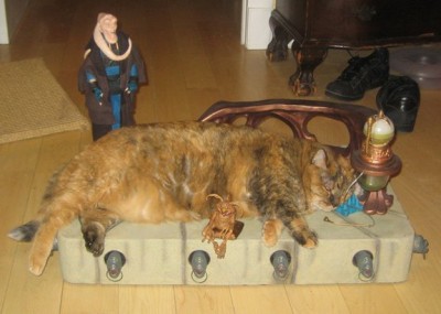 Jabba the Cat