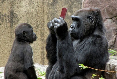 Gorilla Playing Nintendo DS