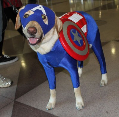 Arf! It's Captain America... photo by Christian Liendo