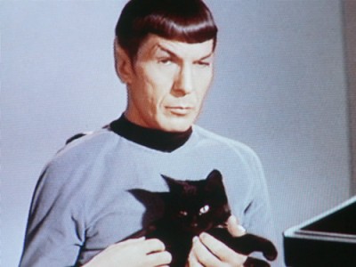 Spock with Cat