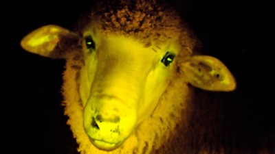 Glow-in-the-dark Sheep