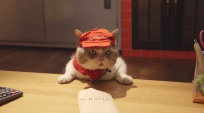 pizzacat